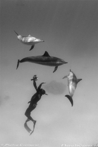 Dolphins and freediver by Pietro Cremone 